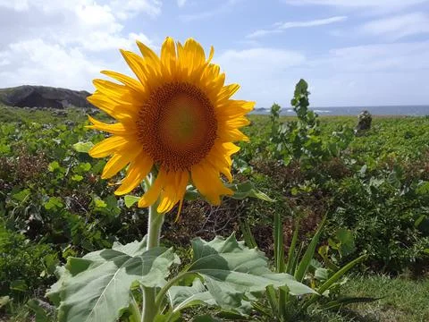 Sunflower Foto stock