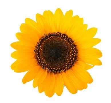 Sunflower Stock Photos