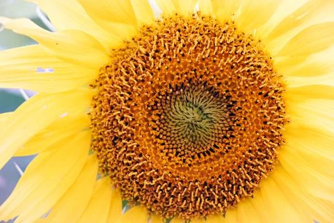 Sunflower Stock Photos