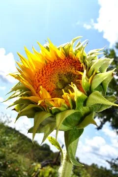 Sunflower 스톡 사진