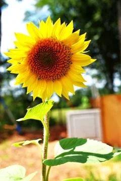 Sunflower 스톡 사진