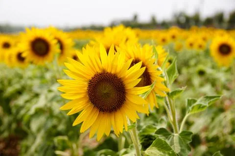 Sunflower Stock Photos