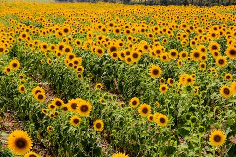 Sunflower Stock Photos