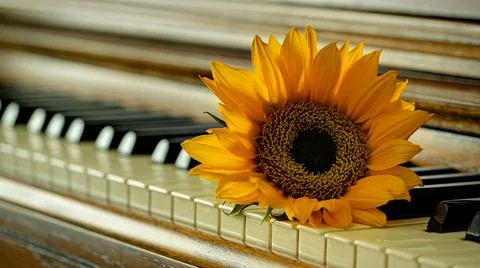 Sunflower Foto stock