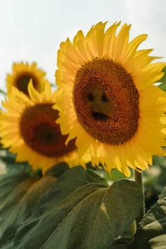 Sunflower Stock Photos