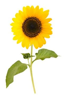 Sunflower Stock Photos