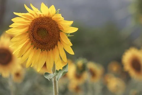 Sunflower Stockfoto's