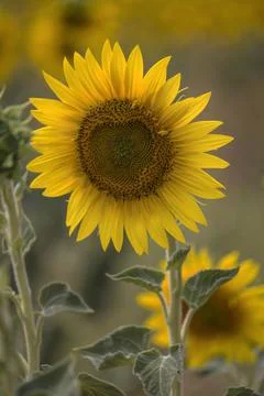 Sunflower Stockfoto's