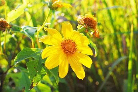 Sunflower Stock Photos