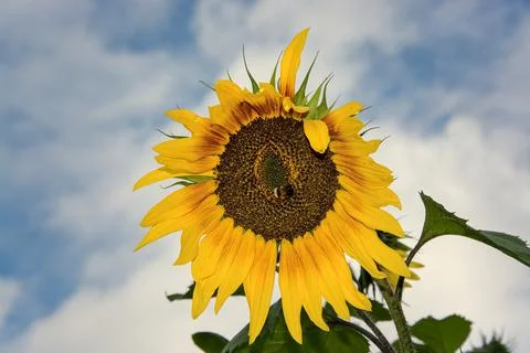 Sunflower 库存照片