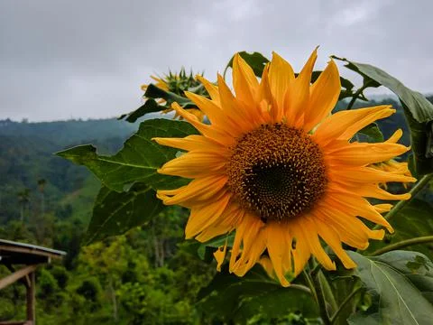Sunflower Stock Photos