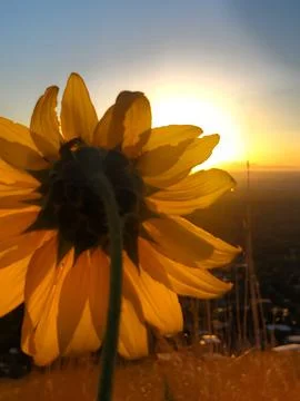 Sunflower Stock Photos