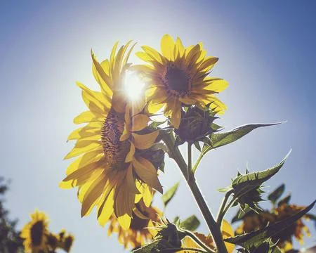 Sunflower Stock Photos