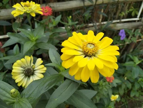 Sunflower Stock Photos