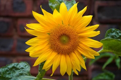 Sunflower Stock Photos