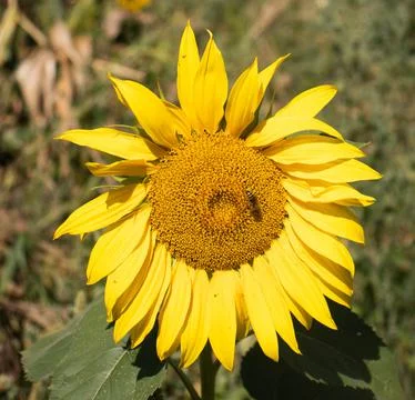 Sunflower Stock Photos