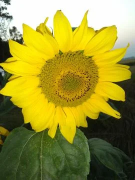 Sunflower 스톡 사진