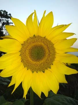 Sunflower 스톡 사진