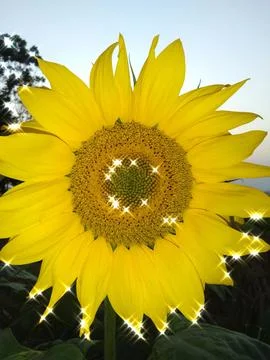 Sunflower 스톡 사진