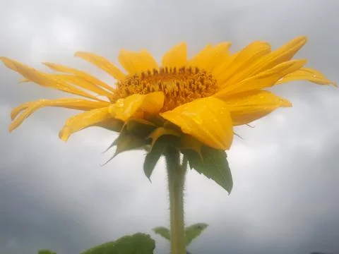 Sunflower Фото