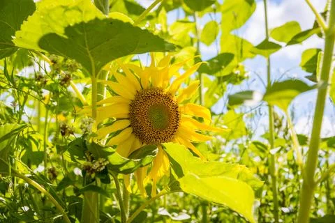 Sunflower Stock Photos