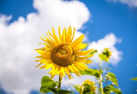 Sunflower Stock Photos