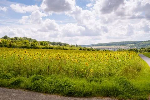 Sunflower Stock Photos