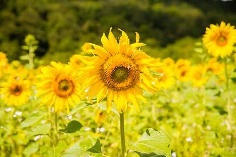 Sunflower Stock Photos