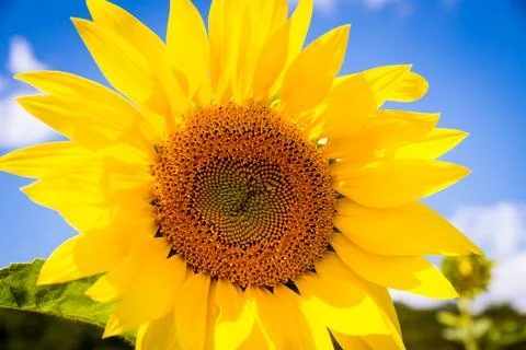 Sunflower Stock Photos