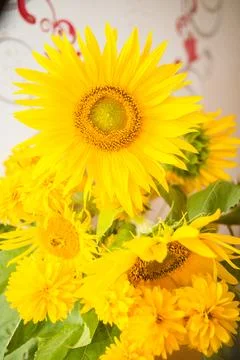 Sunflower Stock Photos