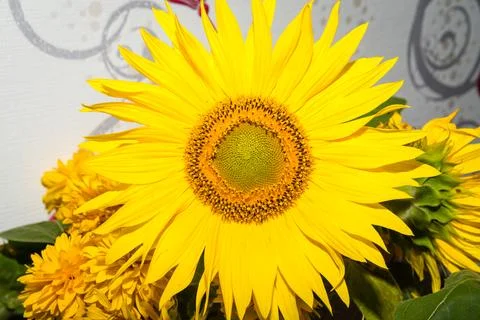 Sunflower Stock Photos
