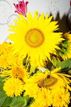 Sunflower Stock Photos