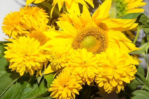 Sunflower Stock Photos