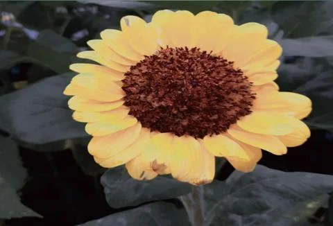 Sunflower Stock-Fotos