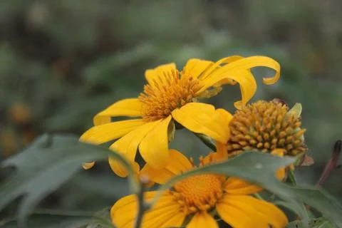 Sunflower Stock Photos
