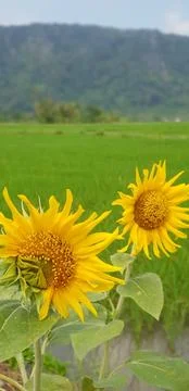 Sunflower Fotos de archivo