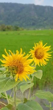 Sunflower Fotos de archivo