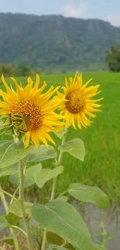Sunflower Fotos de archivo
