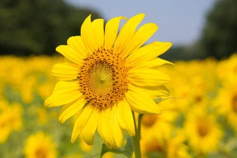 Sunflower Stock Photos