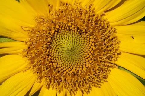 Sunflower Stock Photos