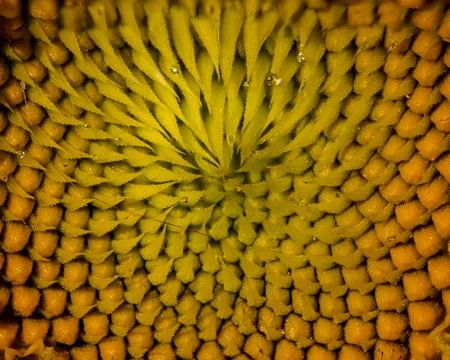 Sunflower Stock Photos