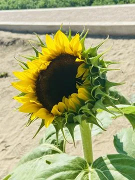 Sunflower Stock Photos