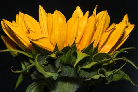 Sunflower Stock Photos