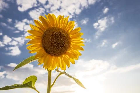 Sunflower Stock Photos