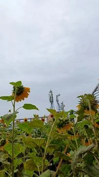 Sunflower Stock Photos