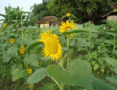 Sunflower  스톡 사진