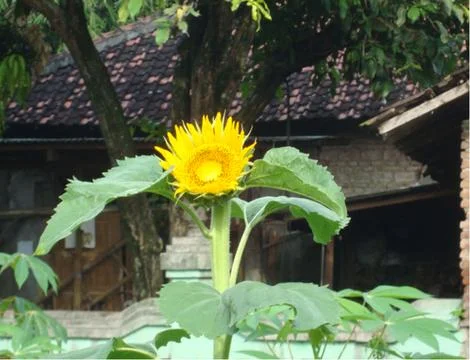 Sunflower  스톡 사진