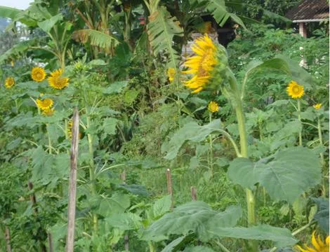 Sunflower  스톡 사진