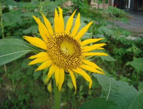 Sunflower  스톡 사진