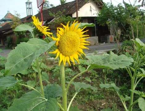 Sunflower  Stock Photos